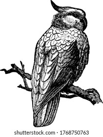 A cockatoo(Cacatuidae) is any of the 21 parrot species belonging to the family Cacatuidae, the only family in the superfamily Cacatuoidea, vintage line drawing or engraving illustration.