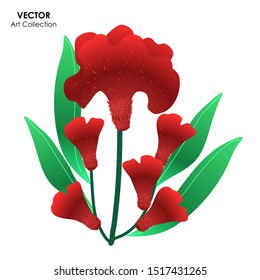 Cockcomb flower isolate, Vector illustration design element