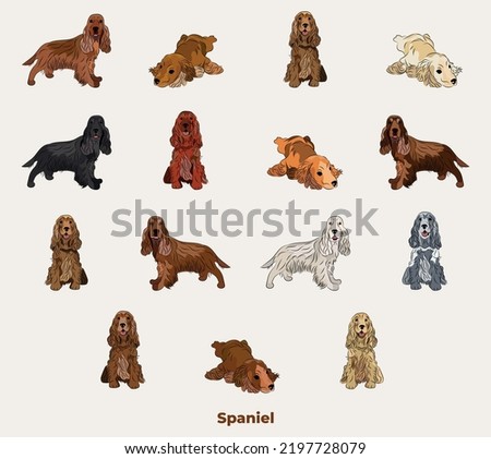 Cocker Spaniel breed, dog pedigree drawing. Cute dog characters in various poses, designs for prints adorable and cute English Cocker Spaniel cartoon vector set, in different poses.