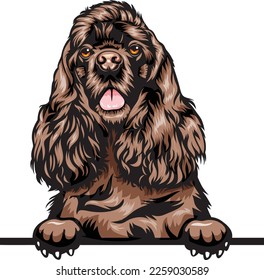 Cocker Spaniel Color Peeking Dogs. Color image of a dogs head isolated on a white background. Dog portrait, Vector illustration