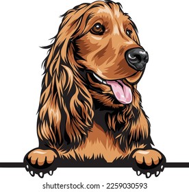 Cocker Spaniel Color Peeking Dogs. Color image of a dogs head isolated on a white background. Dog portrait, Vector illustration