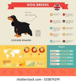 Cocker spaniel dog infographic illustration vector icons set