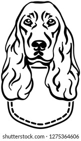 Cocker Spaniel in a pocket black and white