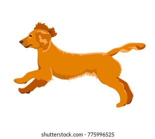 Cocker spaniel running isolated on white background. Cute purebred puppy jumping.