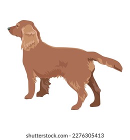 Cocker Spaniel vectoe dog isolated on white background.