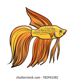Cockerel aquarium fish. Isolated on white background. Pop art retro vector illustration