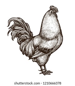 Cockerel, cock, rooster sketch. Drawn vintage vector illustration