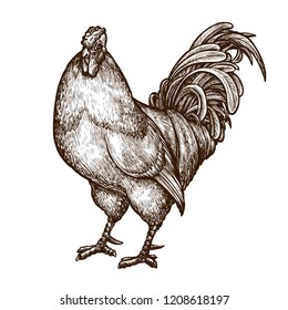 Cockerel, cock, rooster sketch. Hand-drawn vintage vector illustration