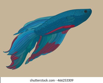  Cockerel Fish 