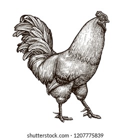 Cockerel, rooster, cock sketch. Hand drawn vintage vector illustration