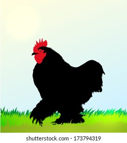 Cockerel silhouette on Morning  sky