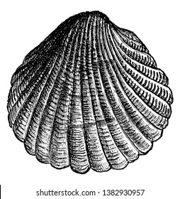 Cockle is a small edible marine bivalve mollusc, vintage line drawing or engraving illustration.