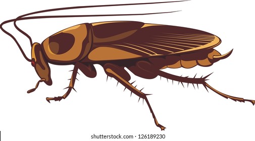 cockroach