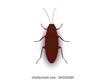 Cockroach