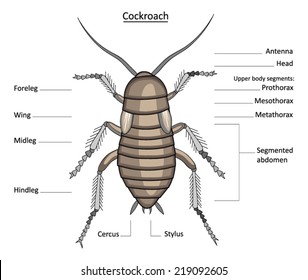 Cockroach anatomy- line art with labels isolated on white