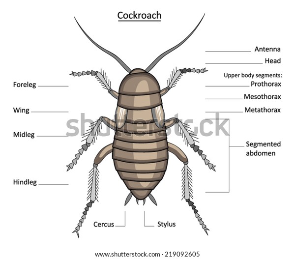 Cockroach Anatomy Line Art Labels Isolated Stock Vector (Royalty Free