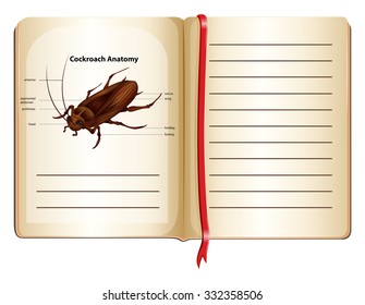 Cockroach anatomy on a book illustration