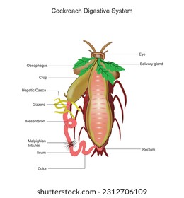 Cockroach digestive system. Cockroach anatomy. Biological illustration. 