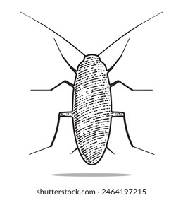cockroach icon vector engraving style hand drawn element black and white