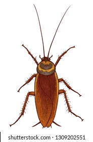 Cockroach illustration, engraving, drawing, ink, vector