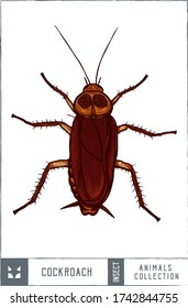 Ilustración de la cucaracha - Dibujo a mano