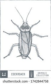 Cockroach illustration - Hand drawn - Out line