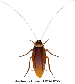 Cockroach Illustration Vector Isolated Vector Stock Vector (Royalty ...