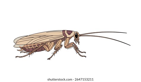 Cockroach Infestation Common Household Pest Identification And Prevention