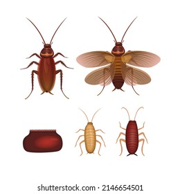 Cockroach insect animal anatomy character set illustration vector