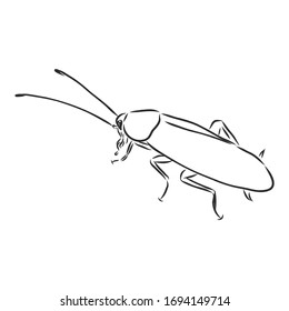 cockroach insect pest, realistic vector sketch illustration