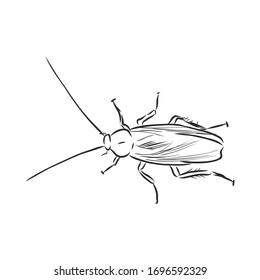 cockroach insect pest, realistic vector sketch illustration