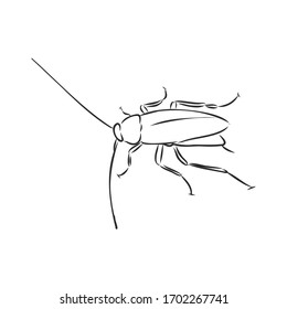 plaga de insectos de cucarachas, ilustración de esbozo vectorial realista