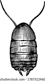 Cockroach is an insect with two wings , vintage line drawing or engraving illustration.