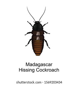 Cockroach insect vector icon.Cartoon vector icon isolated on white background cockroach insect.