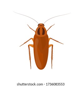 Cockroach isolated on white background. Insect illustration