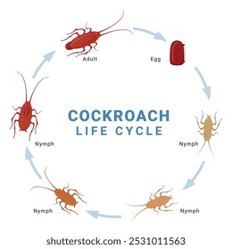 Cockroach life cycle diagram infographic scheme vector flat illustration. Biology education zoology entomology insect step structure bug creature pest science poster design template