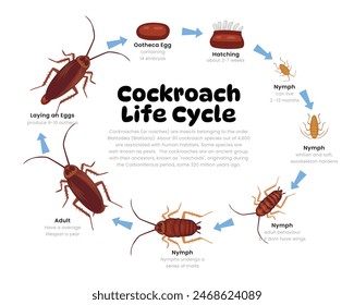 Cockroach Life Cycle Diagram for Science Education development process scheme illustration, Different insect stages from stages ootheca, hatching, nymph to adult cockroach, reproduction explanation.