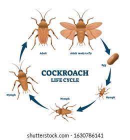 Cockroach life cycle diagram, vector illustration scheme with labeled developing stages from egg to nymph to adult. Biology science education info. Detailed drawing with head, thorax and abdomen.