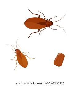 Ciclo de vida das baratas mostrando diferentes estágios de desenvolvimento