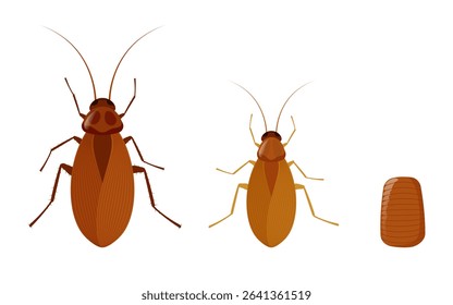 Cockroach lifecycle showing growth stages from nymph to adult insect