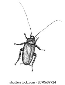 Cockroach in line art . Hand drawn insect illustration. Vector illustration isolated on white background.