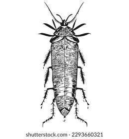 cockroach logo, black and white illustration hand drawing cockroaches
