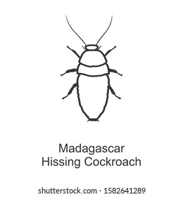 Cockroach madagascar vector icon.Line vector icon isolated on white background cockroach madagascar.