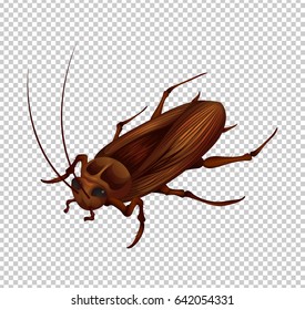 Cockroach on transparent background illustration