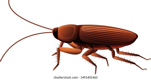 Cockroach On White Background Illustration