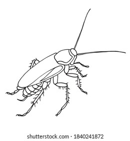 Cockroach pest, contour vector illustration of a cockroach, side view.