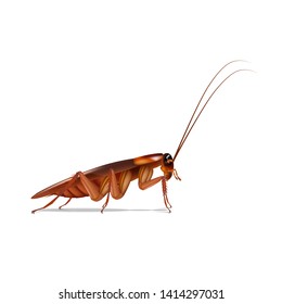 Cockroach side vector on white background
