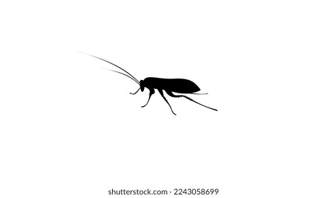 Schabe-Silhouette, hochwertige Vektorgrafik