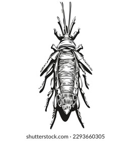 cockroach sketch, hand drawing of wildlife, vintage engraving style, vector illustration cockroaches
