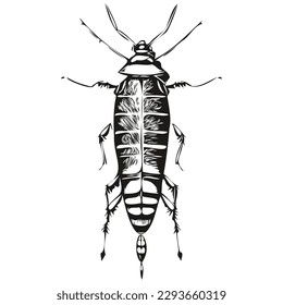 cockroach sketch, hand drawing of wildlife, vintage engraving style, vector illustration cockroaches
